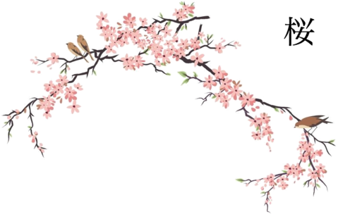 Cherry Blossom Png - Japanese Cherry Blossom Drawing (500x321), Png Download