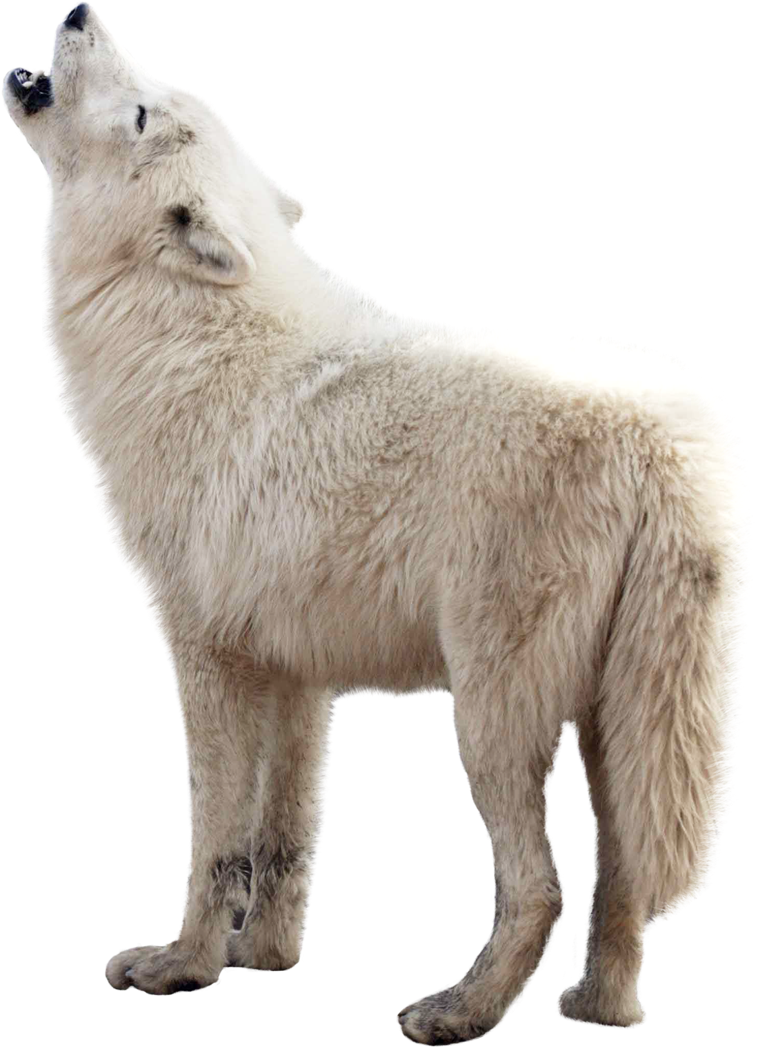 Wolf Png Image - Wolf Png (500x694), Png Download