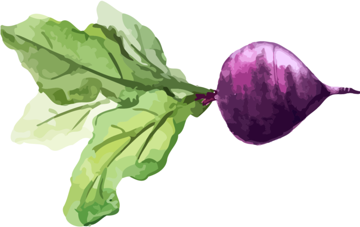 Chard Turnip Watercolor Painting Vegetable Food - Drawing (740x493), Png Download
