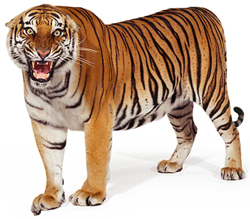 Standing Tiger Png Picture - Bengal Tiger White Background (500x438), Png Download