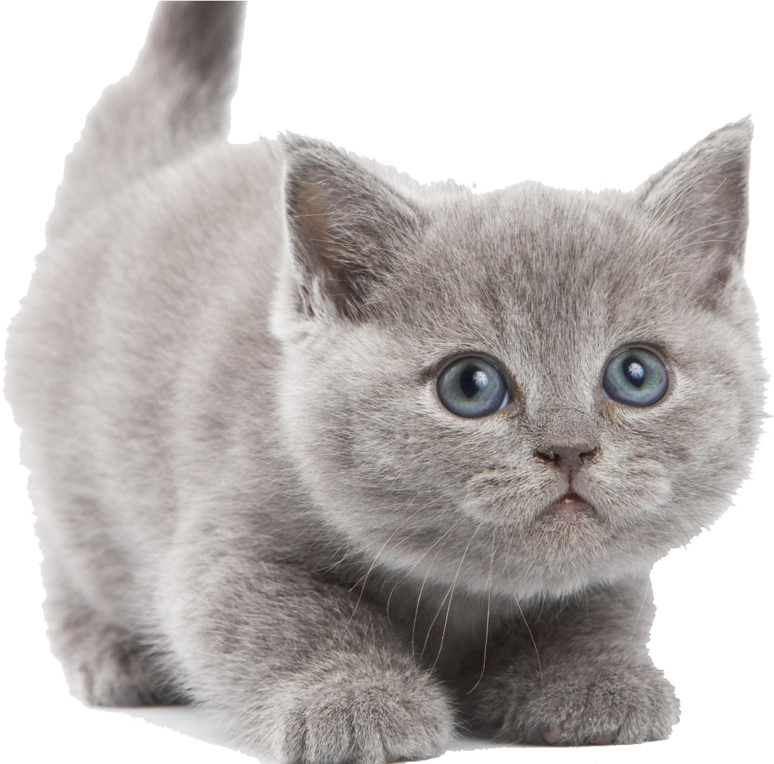 British Shorthair Kitten Png (1920x1080), Png Download