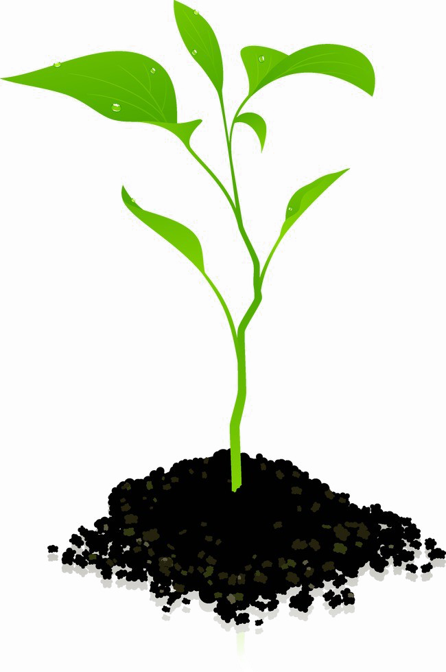 Growing Plant Png Photos - Growing Plant Png (650x979), Png Download