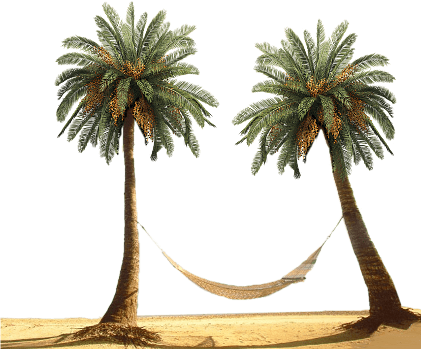 Download - Palm Tree Beach Png (854x730), Png Download