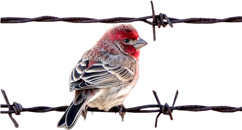 Bird On Barbedwire - Hareketli Kuş Resimleri (500x305), Png Download