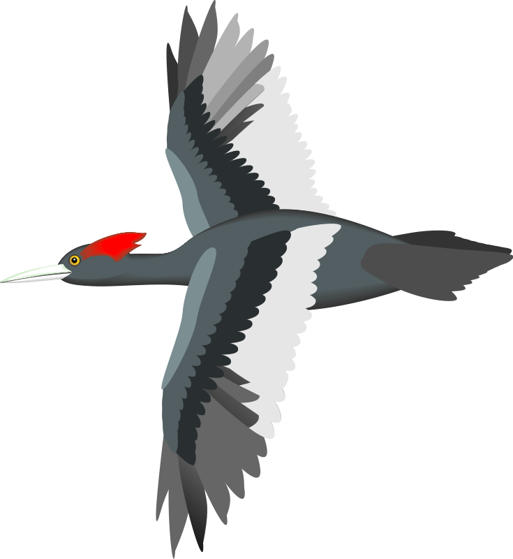 Bird 13 Free Vector - Flying Bird Vector Png (735x800), Png Download