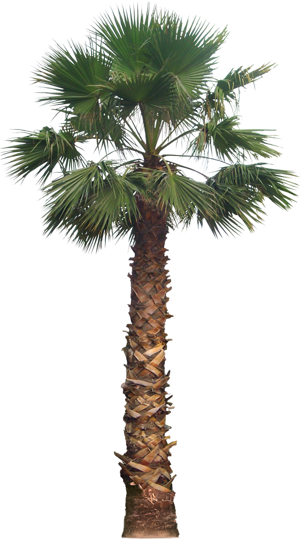 20 Free Tree Png Images - California Palm Tree Png (605x1100), Png Download