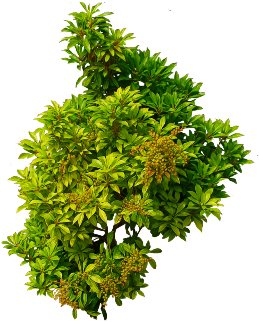 Download Bush Png Image - Shrub Top View Png PNG Image with No