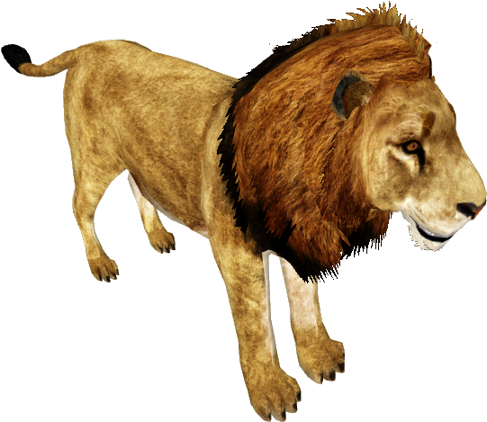 African Lion /version 1 - Wiki (550x550), Png Download