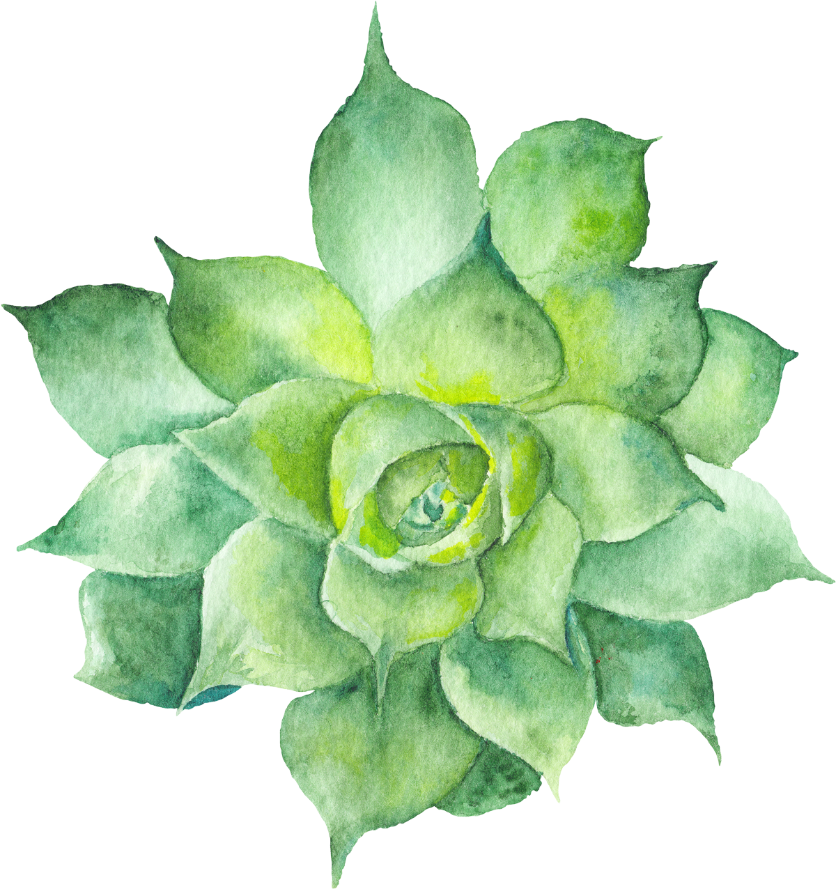 Watercolor Succulent Png - Watercolor Succulent Transparent (1200x1276), Png Download