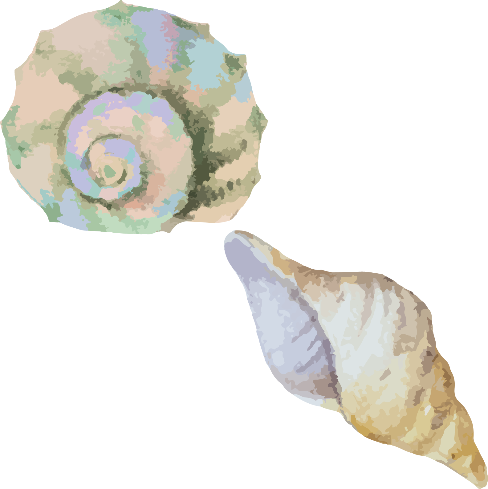 Clip Art Library Stock Sea Snail Conch Seashell Material - Transparent Watercolor Shells Clipart (1584x1587), Png Download