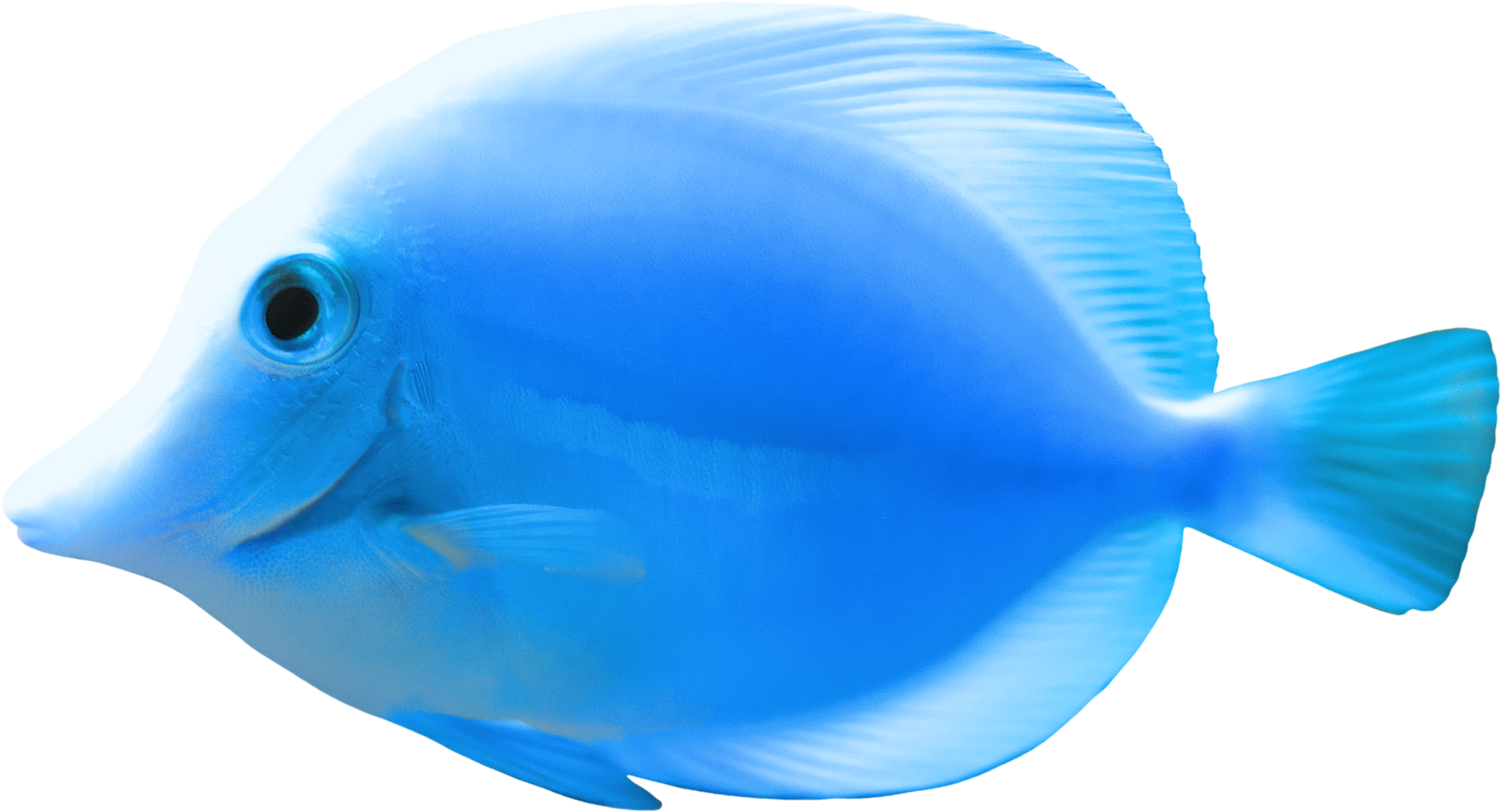 Blue Fish Png Clipart - Fish Png (2868x1634), Png Download