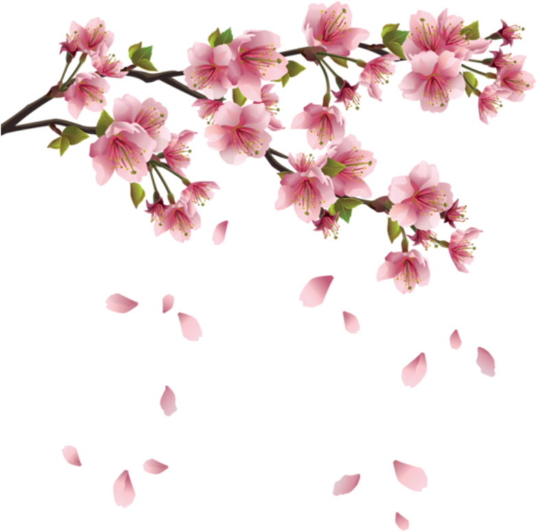 Download Sakura Cherry Blossom, Cherry Blossom Flowers, Watercolor - Transparent  Background Cherry Blossoms Png PNG Image with No Background - PNGkey.com