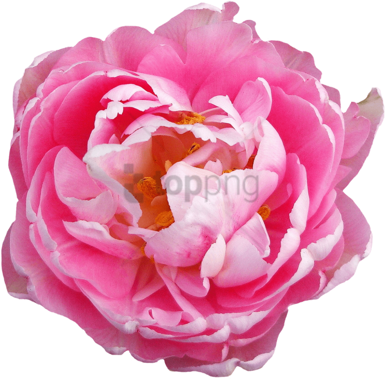 Rose Flower Pink Png Image - Pink Flowers Transparent Background (500x488), Png Download