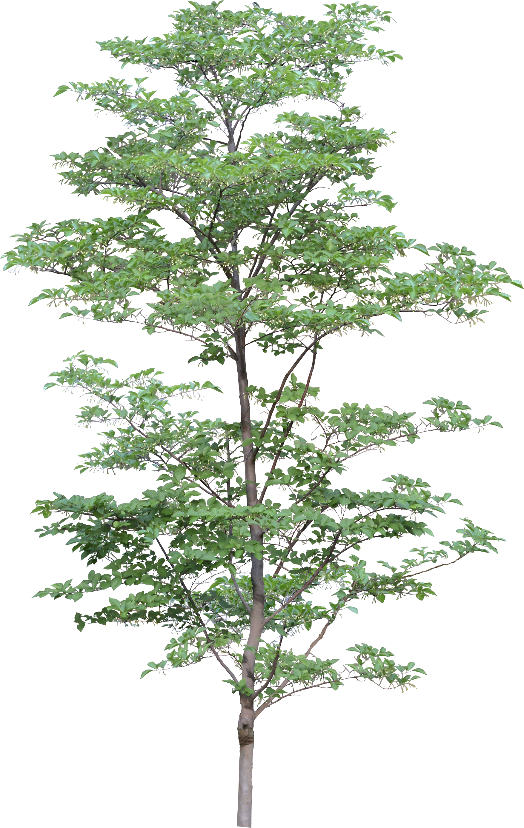 Tree Png Image - Tree Png (1755x2774), Png Download