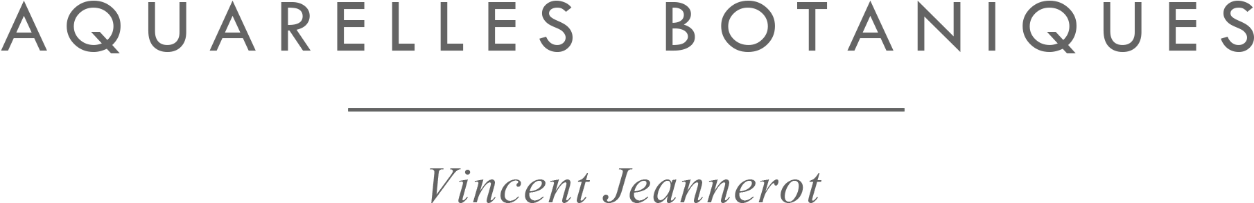 Vincent Jeannerot Botanical Watercolor - Watercolor Painting (1920x473), Png Download