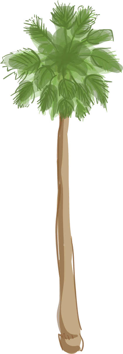 Canary Island Date Palm - Palm Trees (455x1243), Png Download