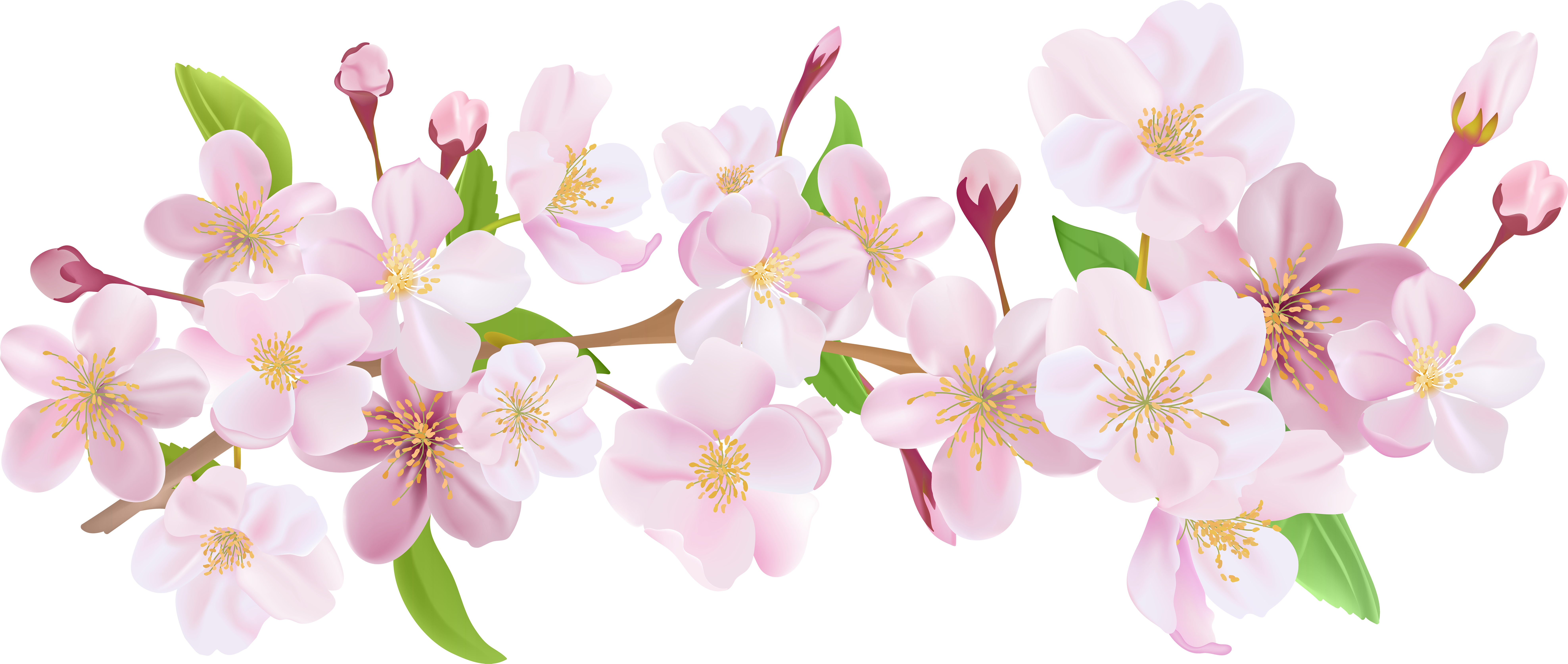 Cherry Blossom Flower Png Picture Download - Cherry Blossom Flower Png (8000x3383), Png Download