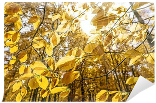 Maidenhair Tree (400x400), Png Download