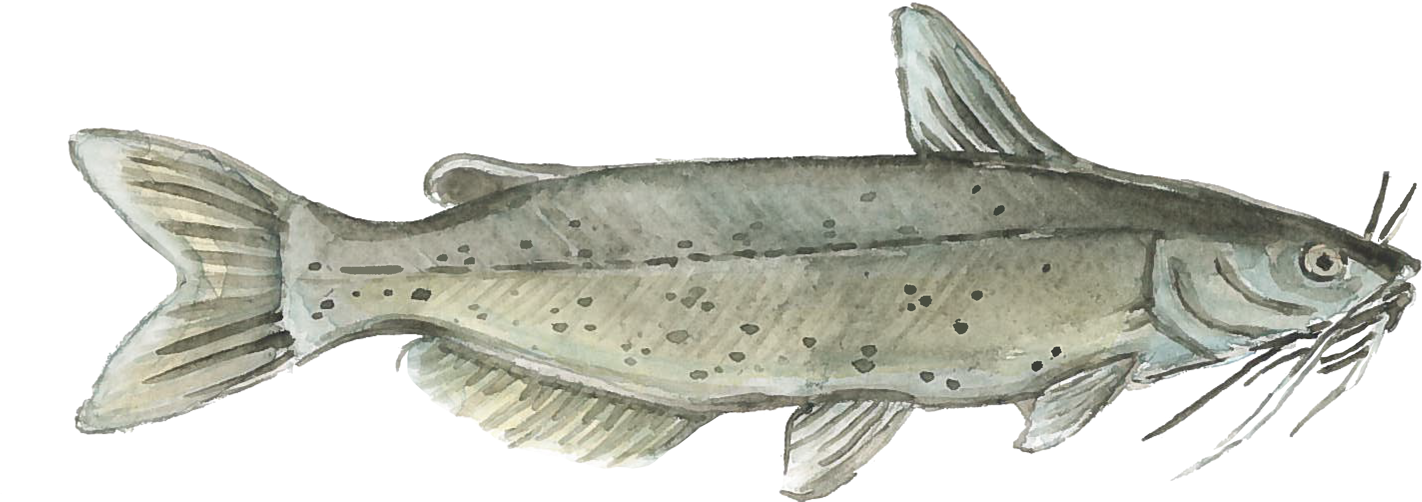 Embracing Change - “ - Harvest Select Catfish (3042x1173), Png Download