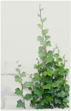 Watercolor Vines, Climbing Plant Poster 23*36 - Creeper Plants And Paintings (500x500), Png Download