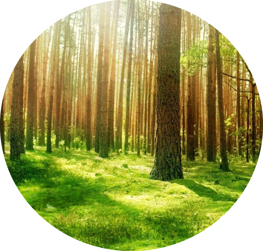 Cool Photoshop Sun Dawn Wood Amazing Spring Shadows - Mindblowing Nature Journal 15: 150 Page Lined Journal (904x863), Png Download