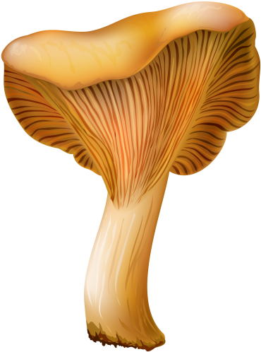 Chanterelle Mushroom Png Clip Art - Mushroom (377x500), Png Download