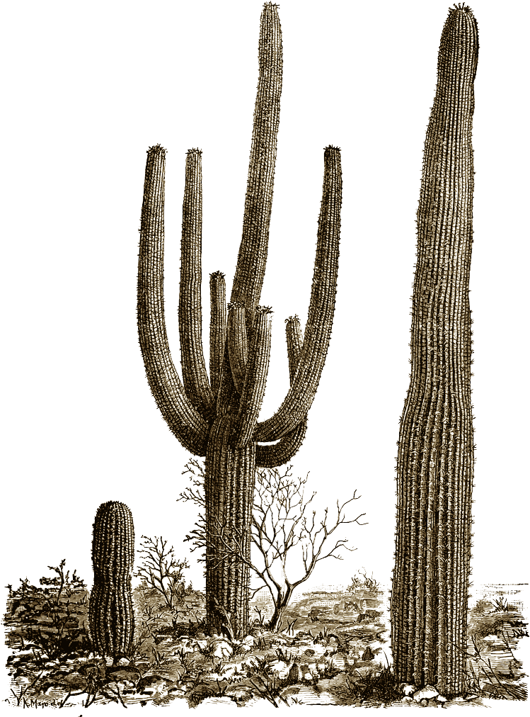Cactus Png - Desert Cactus Png (774x1024), Png Download