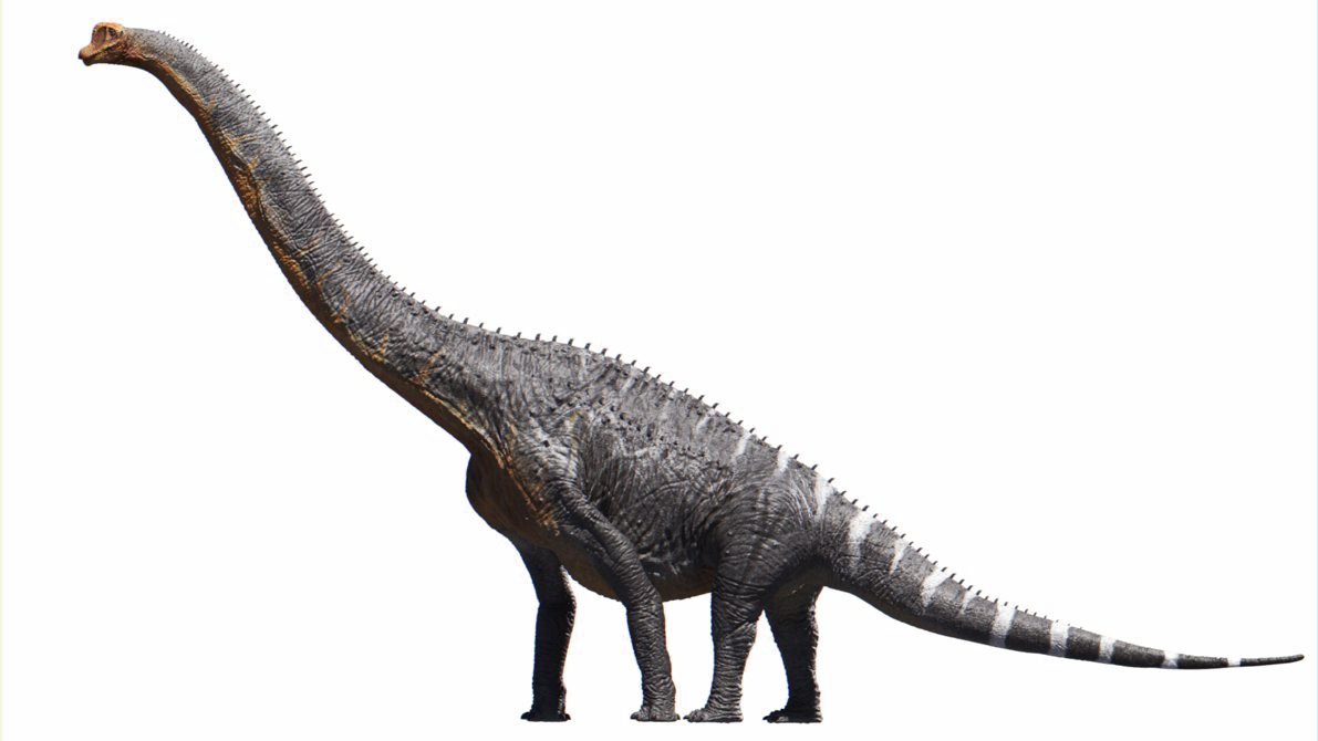 Brachiosaurus Transparent Background - Brachiosaurus Png (1191x670), Png Download