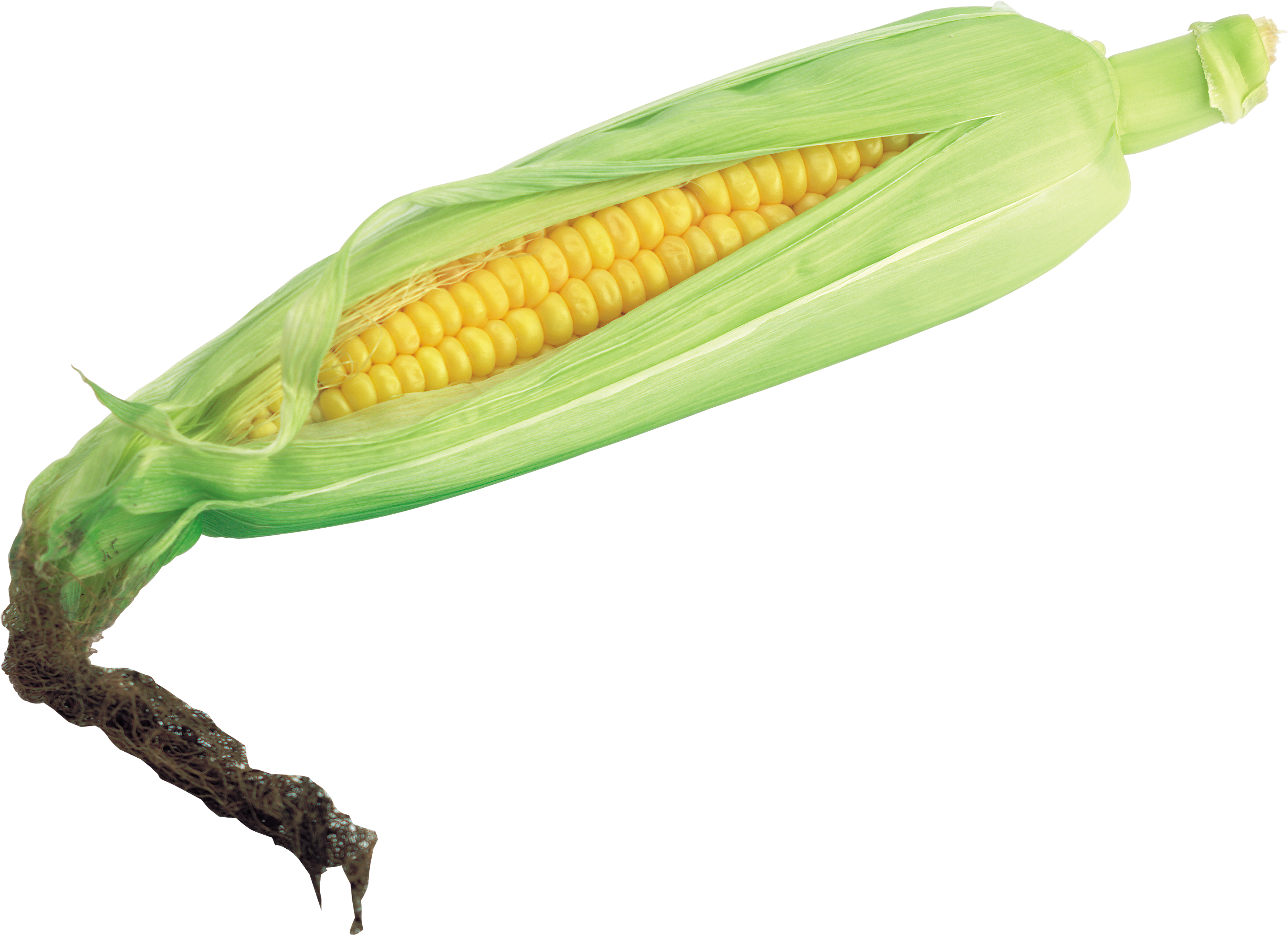 Corn Transparent Png File (3480x2525), Png Download