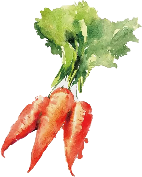 Vegetable Watercolor Paintings (480x595), Png Download