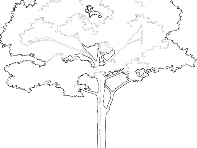 Free Tree Vectors - Illustration (640x480), Png Download