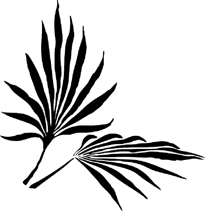 Palm Fronds Png Search Results Landscaping Gallery - Palm Frond Clip Art (800x819), Png Download
