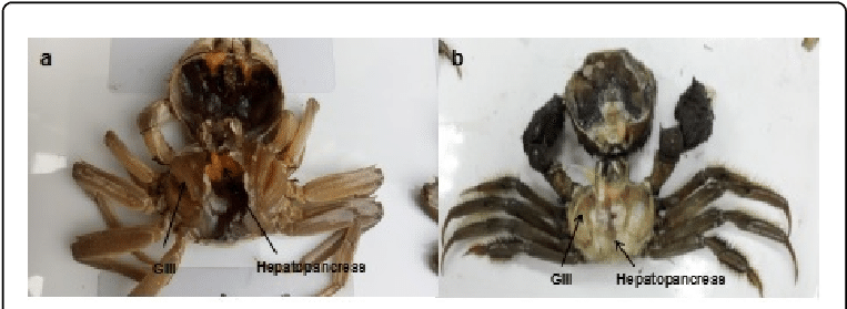 Comparison Of The Symptoms Of Diseased Crab With Healthy - Soldier Beetle (769x282), Png Download