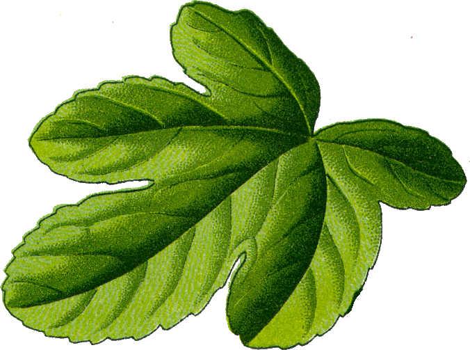Fig Leaf - Leaf Transparent Fig Leaf Png (676x503), Png Download