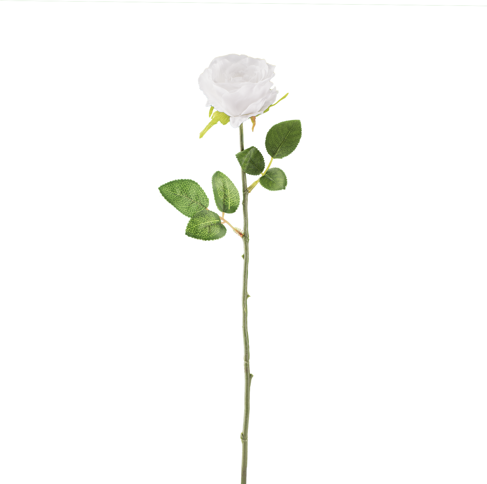 White Rose Download Transparent Png Image - White Flower Stem Png (1600x1600), Png Download