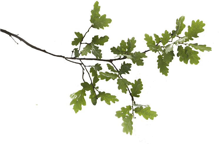 Oak Branches Images Png (867x578), Png Download