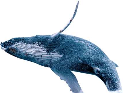 The Mtt Poker Tournament Jpg Freeuse - Transparent Whale (657x329), Png Download