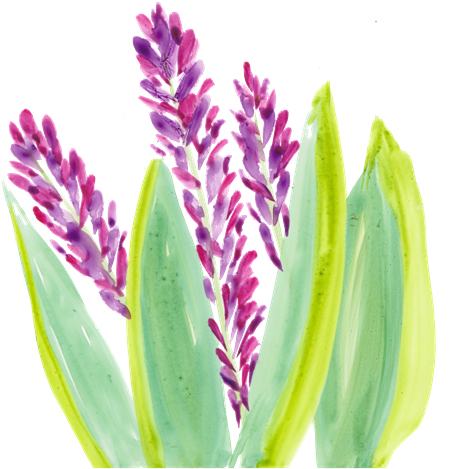 Local Artist Adds Flair To New Children's Book Series - Acianthera Pectinata (468x480), Png Download