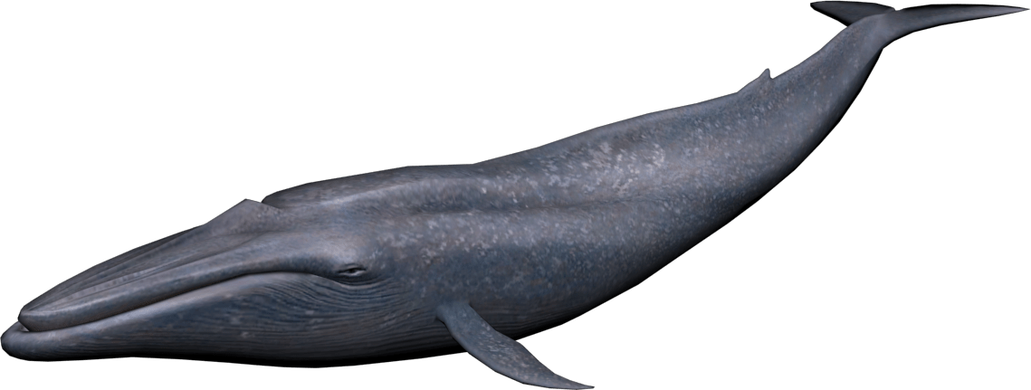 Blue Whale Png Image - Png Whale (1024x387), Png Download