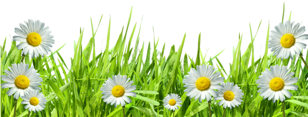 Flower Border Png, Borders And Frames, Clipart, Craft - Flowers Png (600x236), Png Download