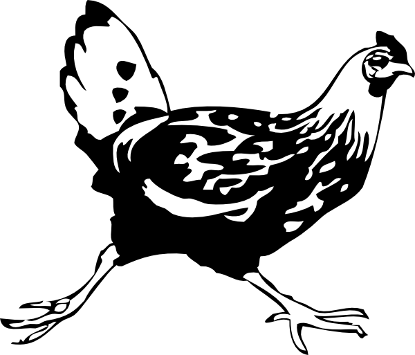 Chicken - Running Chicken Drawing (600x513), Png Download