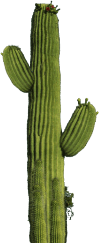 Free Png Cactus Png Images Transparent - Cactus Png (480x480), Png Download