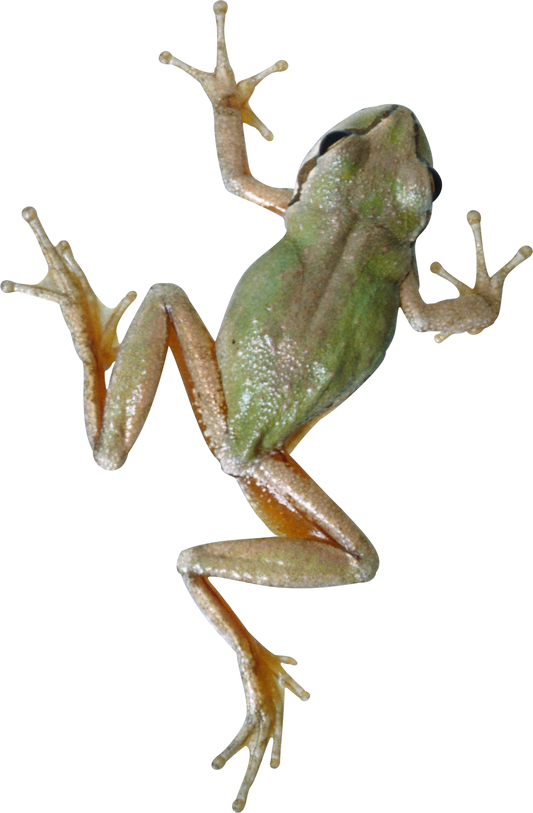 Frog Png (1867x2847), Png Download