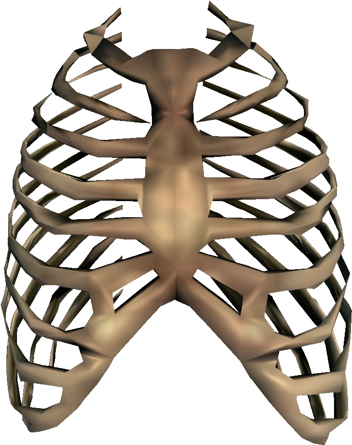 Rib Cage Transparent - Rib Png (803x950), Png Download
