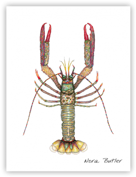 Shrimp- Nora Butlers Designs Butler, Limited Edition - American Lobster (364x364), Png Download