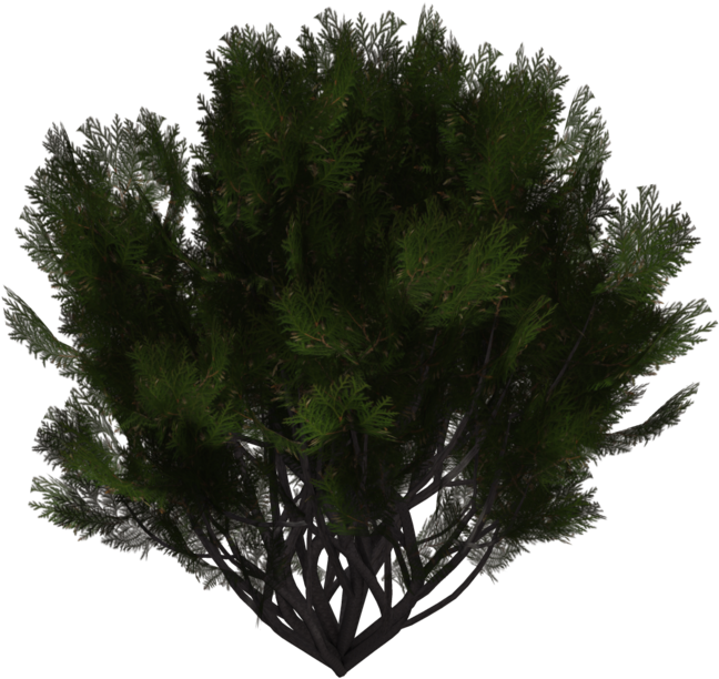 Evergreen Shrub Png (1024x639), Png Download