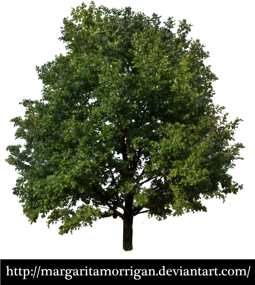 Tree 01 By Margarita-morrigan On Deviantart - Arbor Day Animated Gif (833x958), Png Download