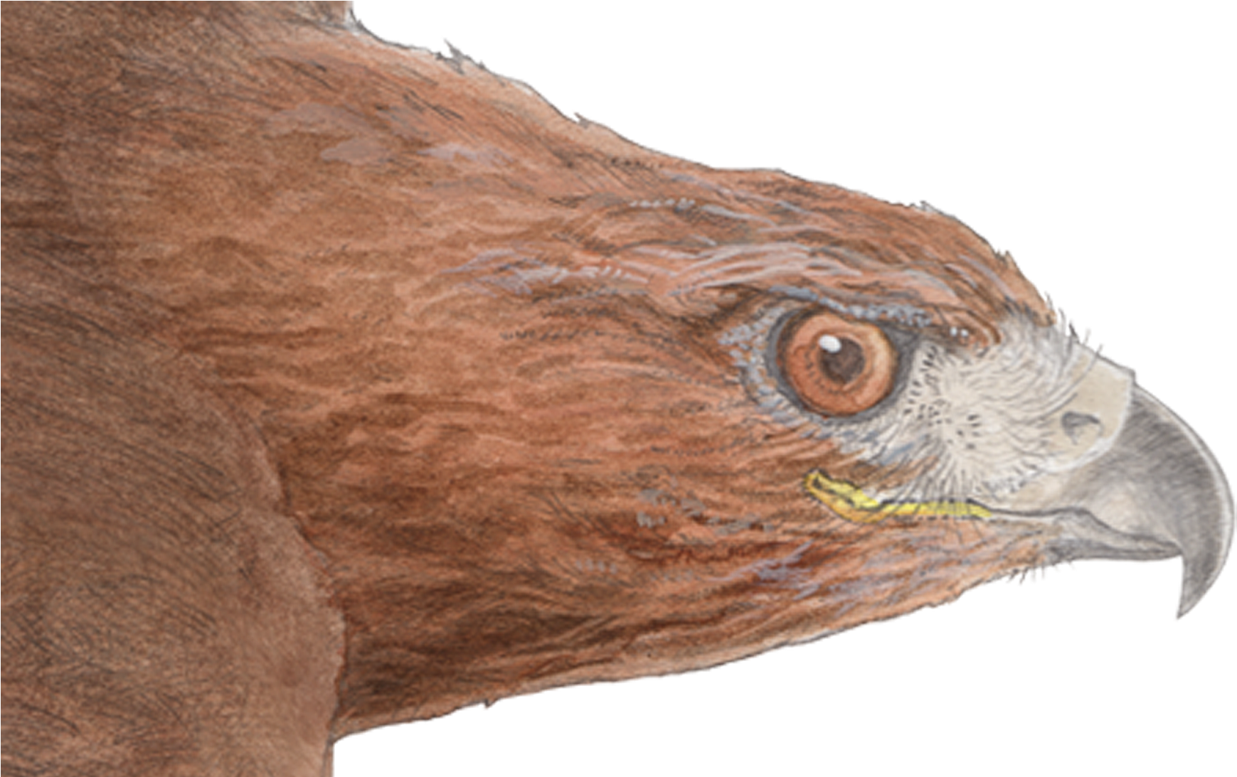 Red-tailed Hawk Detail - Red Tailed Hawk Png (1767x1092), Png Download