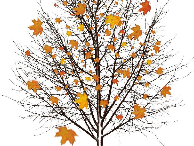 Autumn Tree With Leaves Isolated Object Png - Little Bit Of Mercy Makes The World Less Cold And More (800x600), Png Download