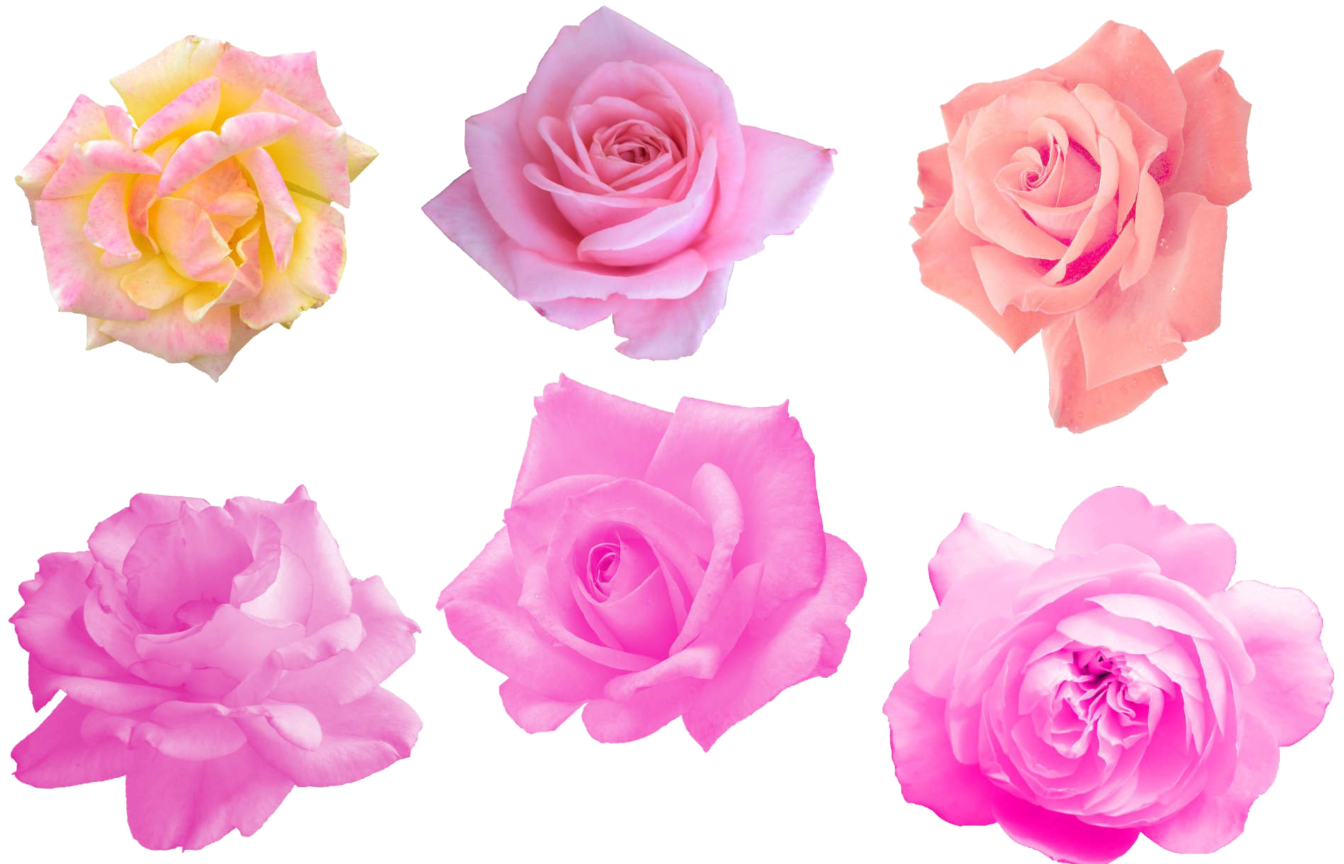 Pink Rose Png Image - Portable Network Graphics (2000x1333), Png Download